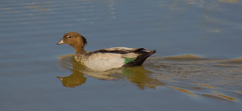 3 ducks.1 (2).jpg